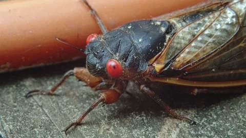 Cicada - Closeup, Dolly In Stock Footage 154701078