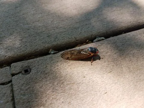 Cicada on composite deck Stock Photos