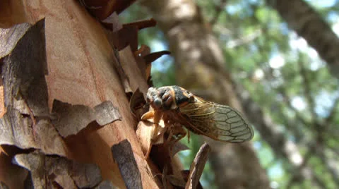 Cicada Crawling on Madrone Tree Close Video stock 22876678
