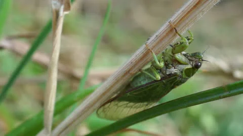 Cicada crawling up stalk. Stock Footage 22776362