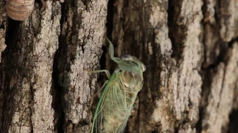 Cicada crawling on tree Stockbeeldmateriaal 51440977