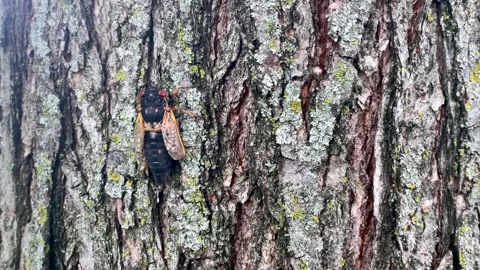 Cicada crawling up a tree Stock Footage 277168100