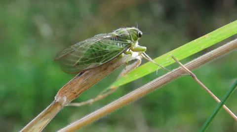 Cicada on dead leaf. Stock Footage 22777378