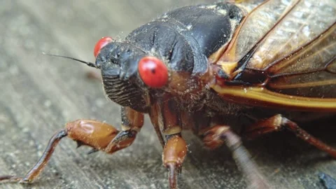 Cicada - Dolly (Parallel), Closeup Stock Footage 154701152
