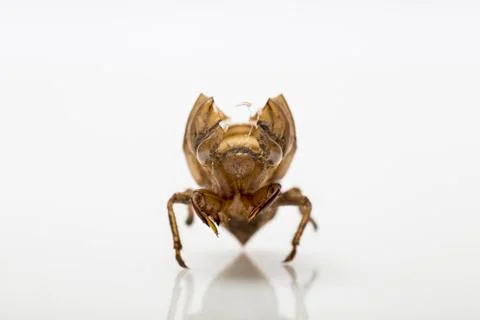 Cicada dry shell Stock Photos