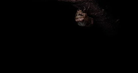 Cicada Emergence. Video stock 126077345