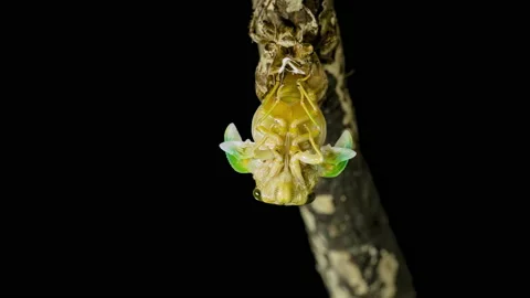 Cicada emergence Stock-Footage 136159870