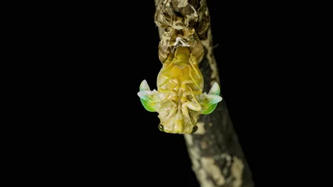 Cicada emergence. Stock Footage 136202260