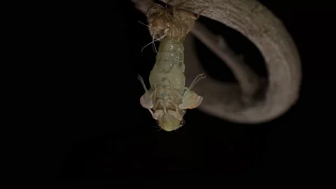 Cicada emergence. Video stock 149335354