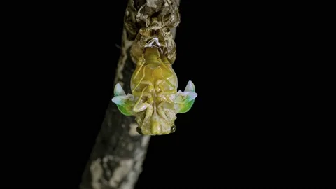 Cicada emergence. Stock Footage 200355648