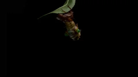 Cicada emergence. Stock Footage 201572525