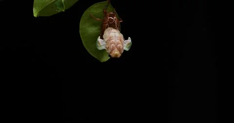 Cicada emergences. 스톡 동영상 242071414