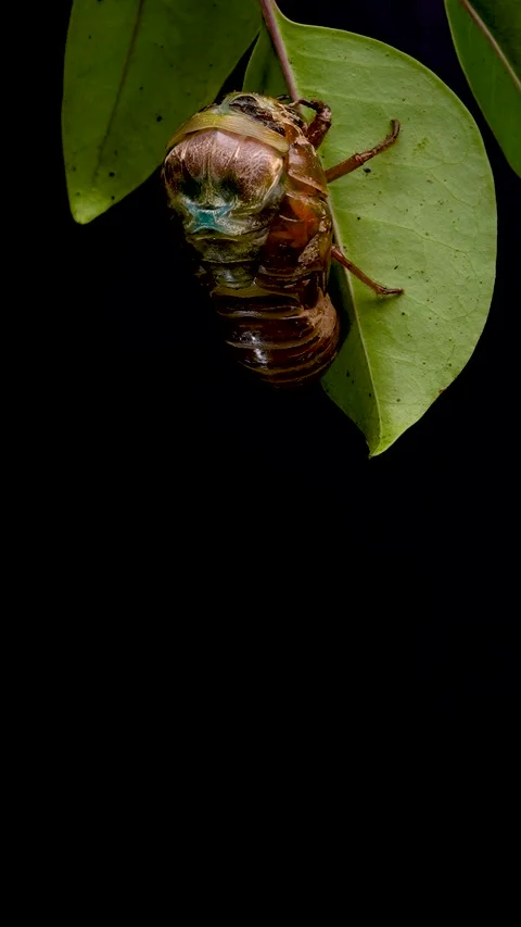 Cicada Emerges From Its Shell, Japan - 02 Jul 2023 Stock Footage 247465340