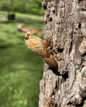 Cicada Emerges Stock Photos