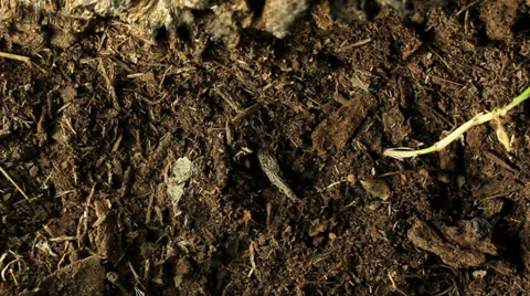 Cicada emerging from earth Stock Footage 36875936