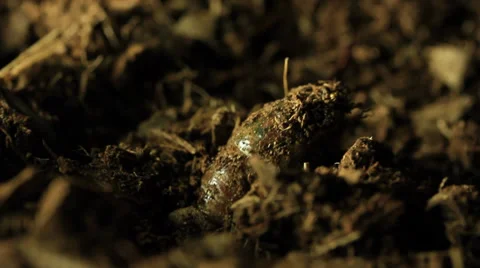 Cicada emerging from ground. Stock Footage 36865898
