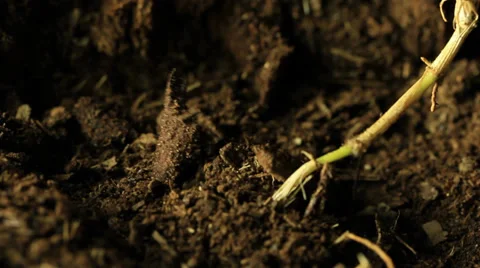 Cicada emerging from ground. Stock Footage 36868776