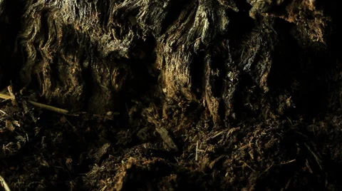 Cicada emerging from ground. Stock Footage 36873412