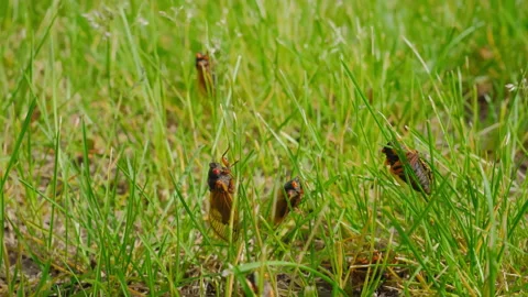 Cicada emerging from ground, many cicadas are sitting on the grass. Move camera Stock Footage 276240735