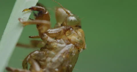 Cicada Emerging_C007 Stock Footage 173210699