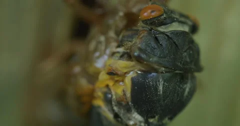Cicada Emerging_C025 Stock Footage 173209679