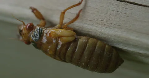 Cicada Emerging_C029 Stock Footage 173210487