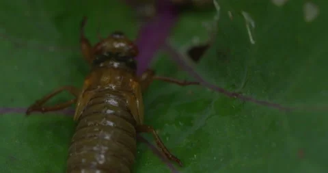 Cicada Emerging_C030 Stock Footage 173210460