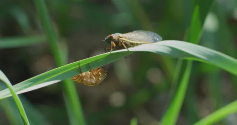 Cicada Emerging_C037 Stock Footage 173210416