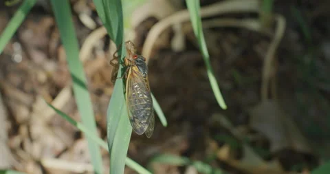 Cicada Emerging_C038 Stock Footage 173211094