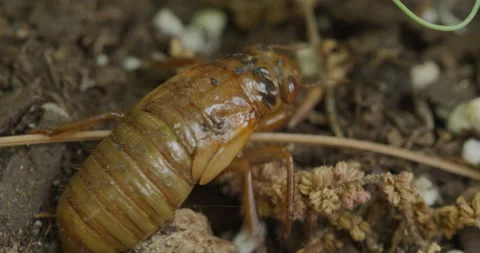 Cicada Emerging_C041 Stock Footage 173213224