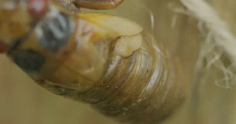 Cicada Emerging_C046 Stock Footage 173212645