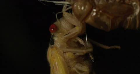 Cicada Emerging_C054 Stock Footage 172853299