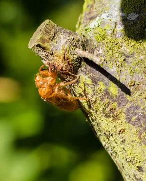Cicada empty shell Stock Photos