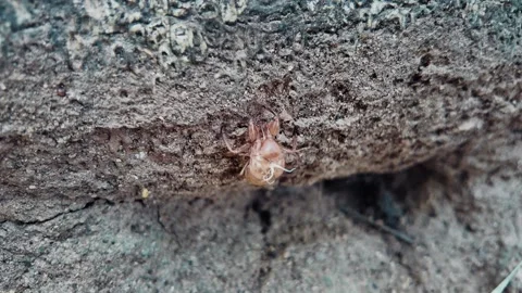 Cicada exoskeleton attached to tree bark in closeup macro detail, Shed insect Stock Footage 346216574