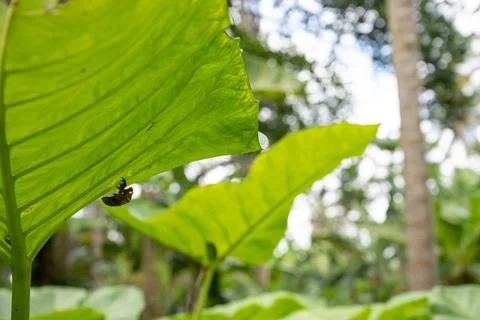Cicada Exoskeleton Beneath Tropical Leaf in Bali Stock Photos