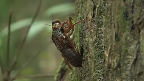 Cicada exoskeleton, Malaysia Stock Footage 287350535
