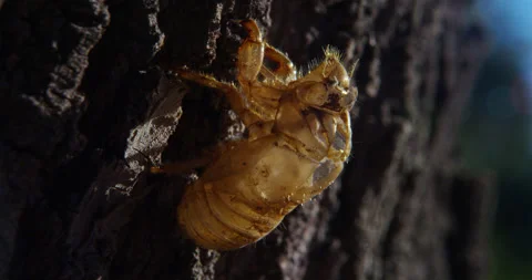 Cicada exoskeleton molt clings to the bark of an ash tree. Stock Footage 197402755