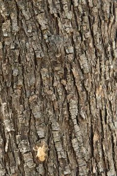 Cicada exoskeleton resting on rough tree bark texture 스톡 사진