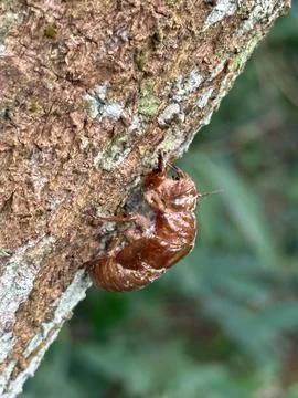 Cicada exoskeleton on tree bark Stock Photos