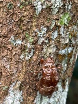 Cicada exoskeleton on tree bark Stock Photos