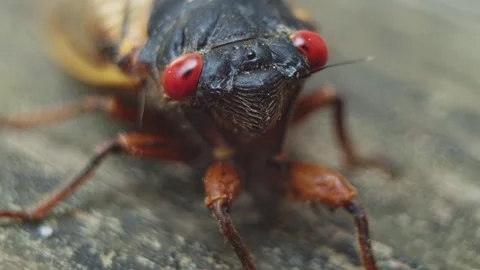Cicada - Face (Extreme Closeup) Stock Footage 154701054