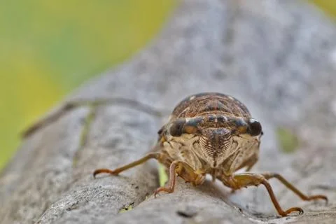 Cicada facing the camera. Foto stock