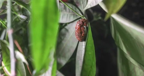A cicada fails to hatch Stock Footage 154421609