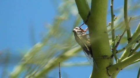 Cicada Stock Footage
