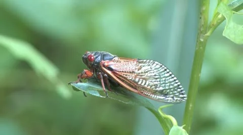 Cicada Stock Footage 8948233