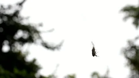 Cicada Stock Footage 11270353