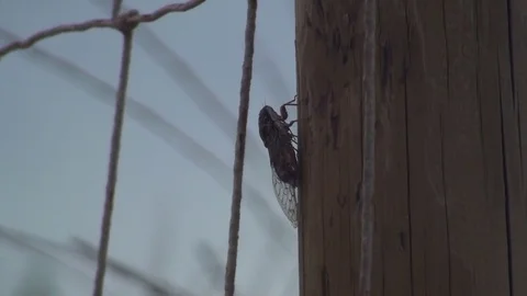 Cicada Stock Footage 75886819
