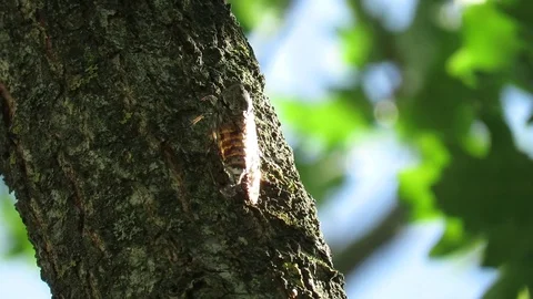 The Cicada Stock Footage 95034288