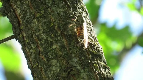 The Cicada Stock Footage 95034320