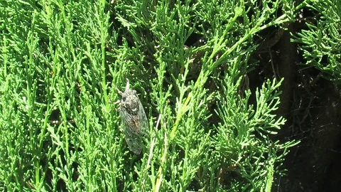 The Cicada Stock Footage 95127852